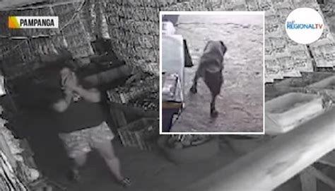nag pa iyot sa aso|Babaeng nagpapahinga, sinakmal ng aso sa mukha; 13 iba pa .